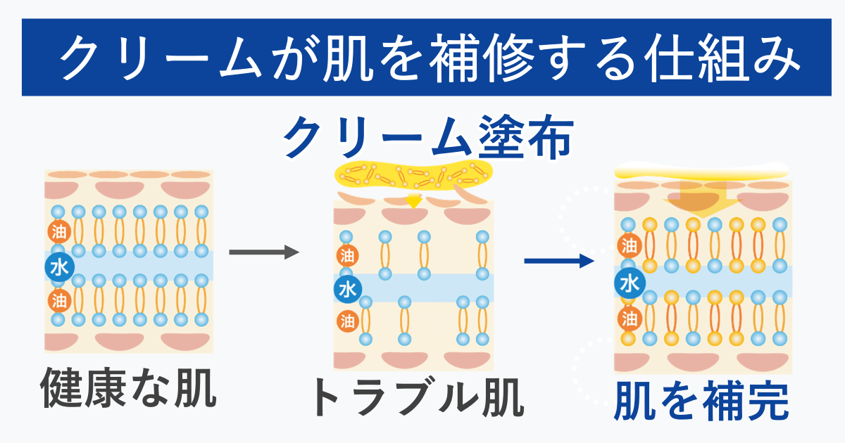 クリームが肌を覆い、補修します。