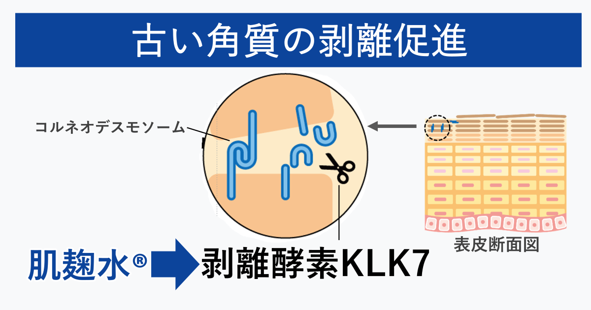 肌麹水は、ターンオーバーを促進し、不要な角層を剥離します。