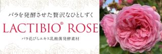 バラ花びら乳酸菌発酵素材LACTIBIO® ROSE