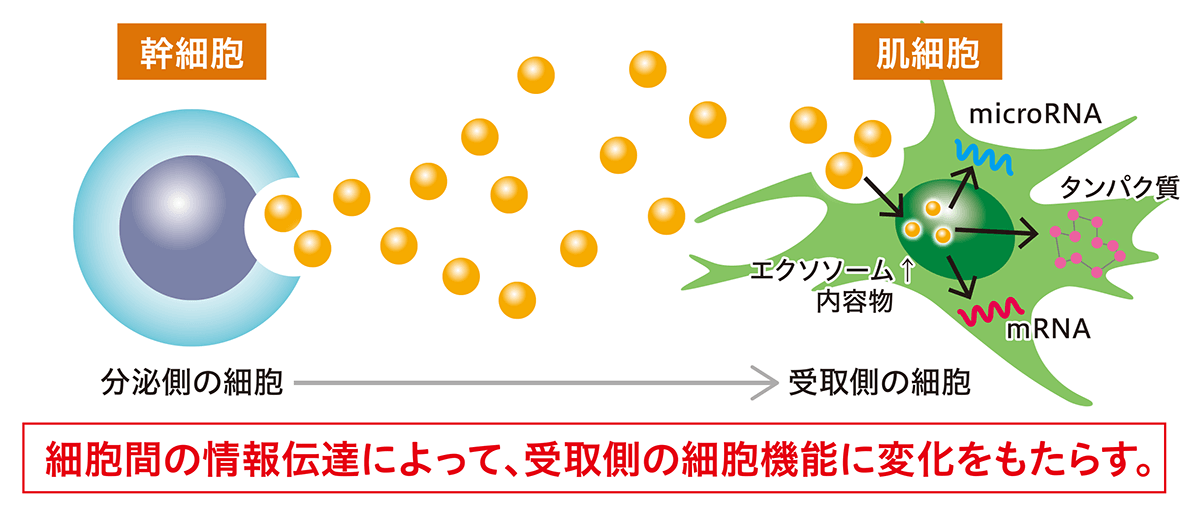 エクソソームは幹細胞から分泌され、肌細胞へ機能変化をもたらす。