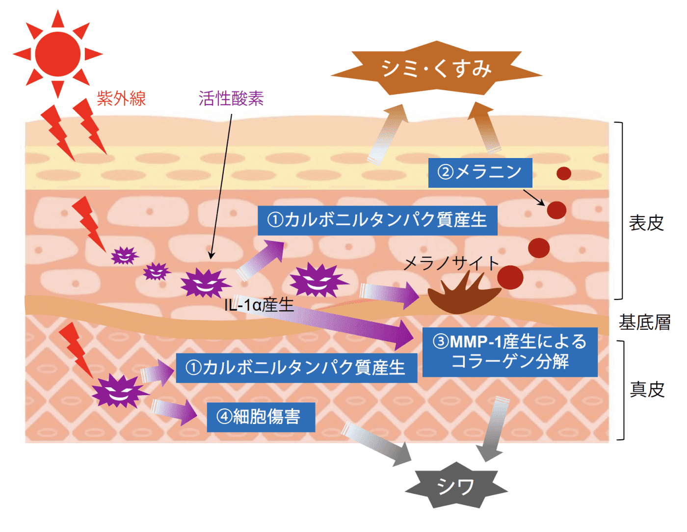 Lactibio Rose 株式会社東洋発酵